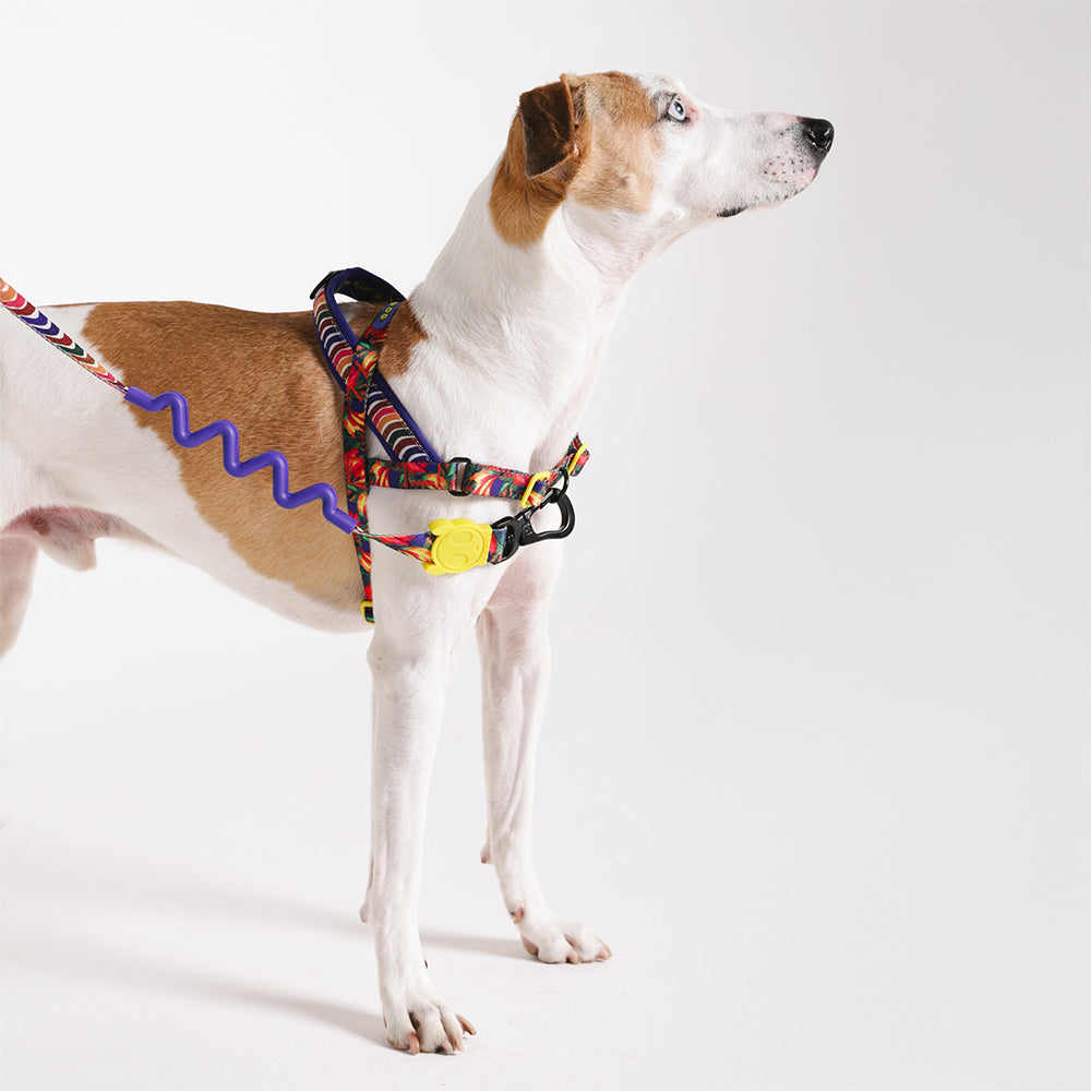Samba | SofterWalk Harness