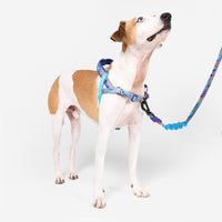 Error #404 | SofterWalk Harness