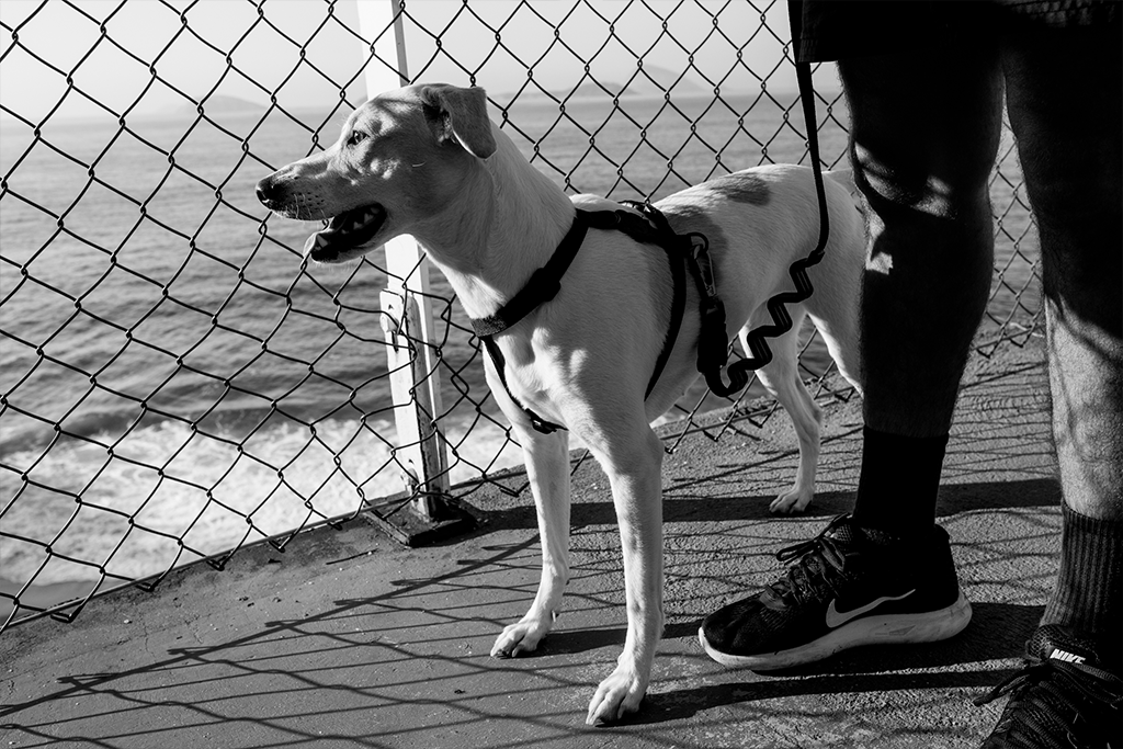 Zee.Dog Gotham H-Harness
