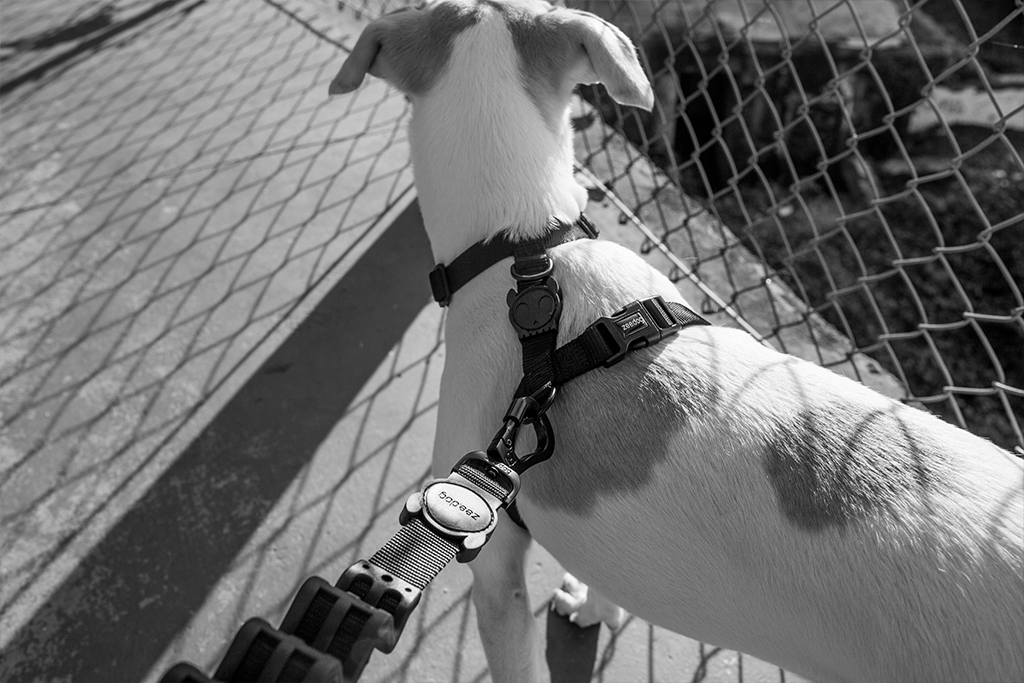 Zee.Dog Gotham H-Harness