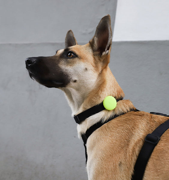 Zee.Dog launches AirTag Holders for Dog Collars