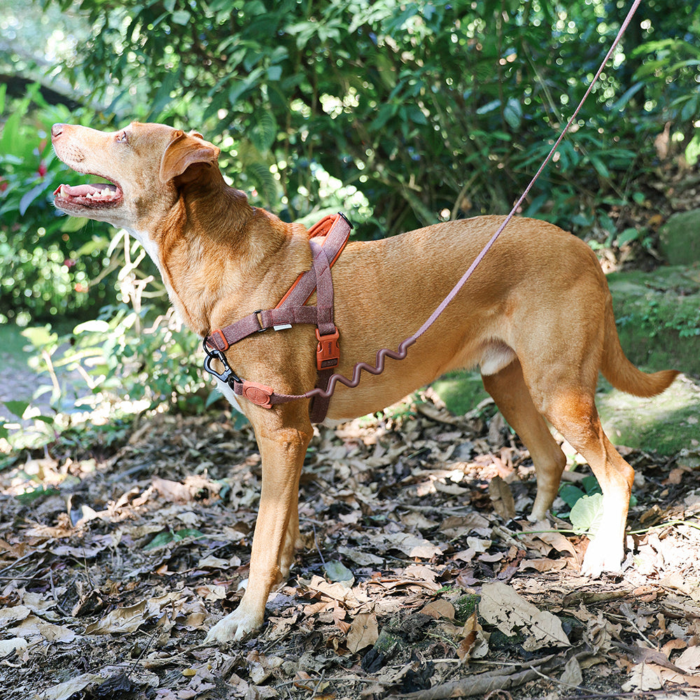 Cocoa | SofterWalk Harness