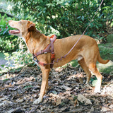 Cocoa | SofterWalk Harness