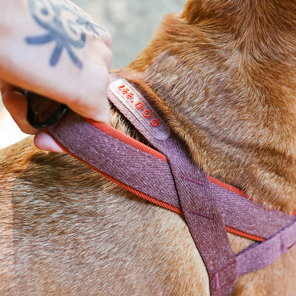 Cocoa | SofterWalk Harness