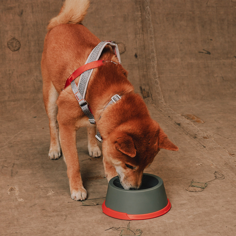Reebok Suede | Classic Bowl – Zee.Dog