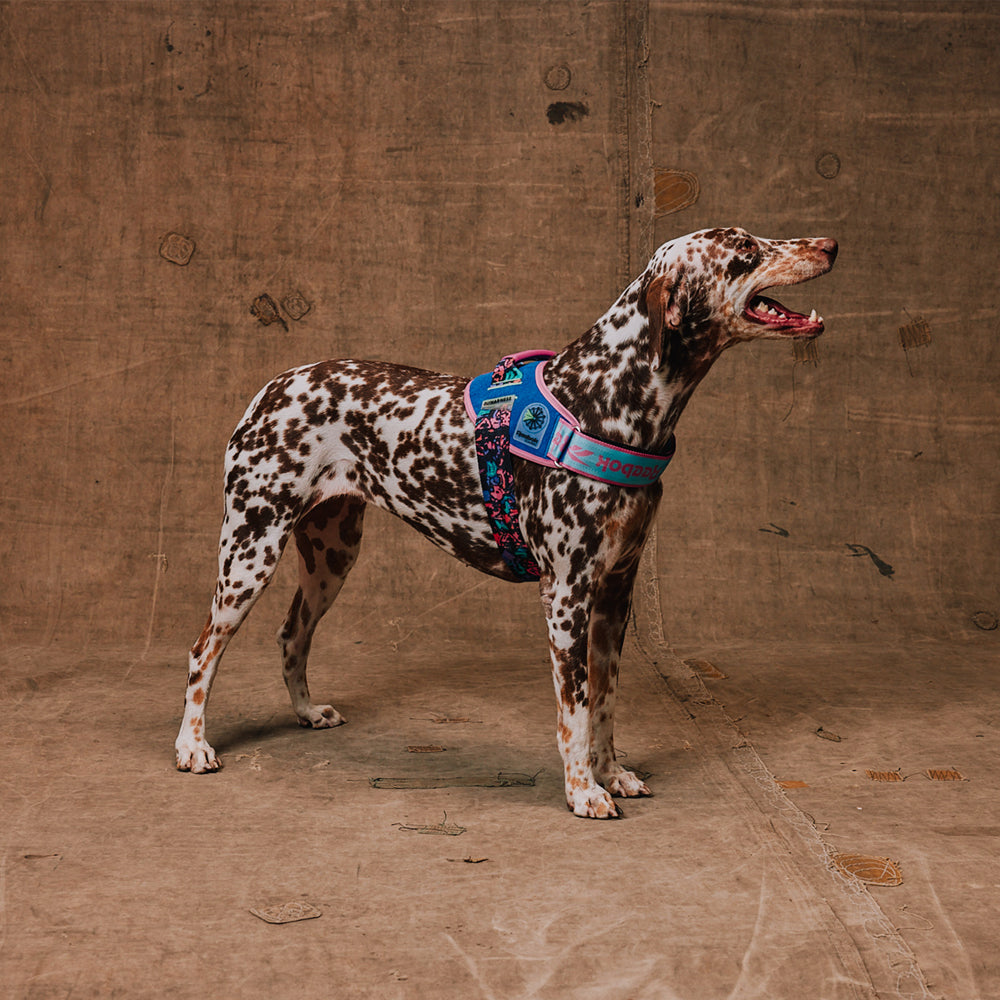 Reebok Aerobic | Flyharness – Zee.Dog