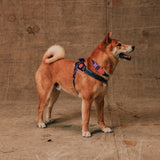 Reebok Court | Flyharness