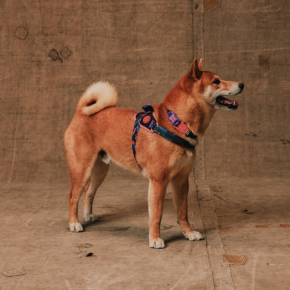 Reebok Court | Flyharness