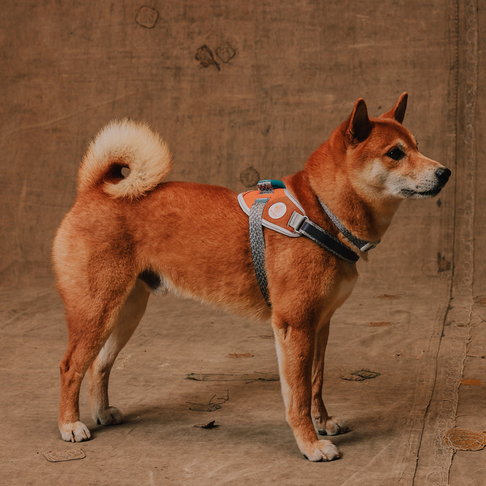 Reebok Suede | Flyharness – Zee.Dog