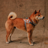 Reebok Suede | Flyharness