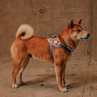 Reebok Suede | Flyharness