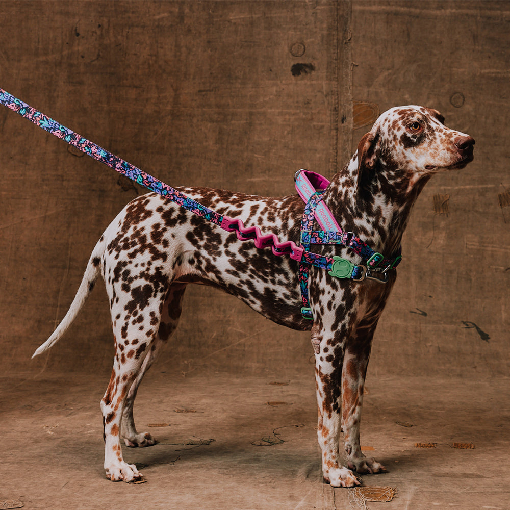 Reebok Aerobic | SofterWalk Harness – Zee.Dog