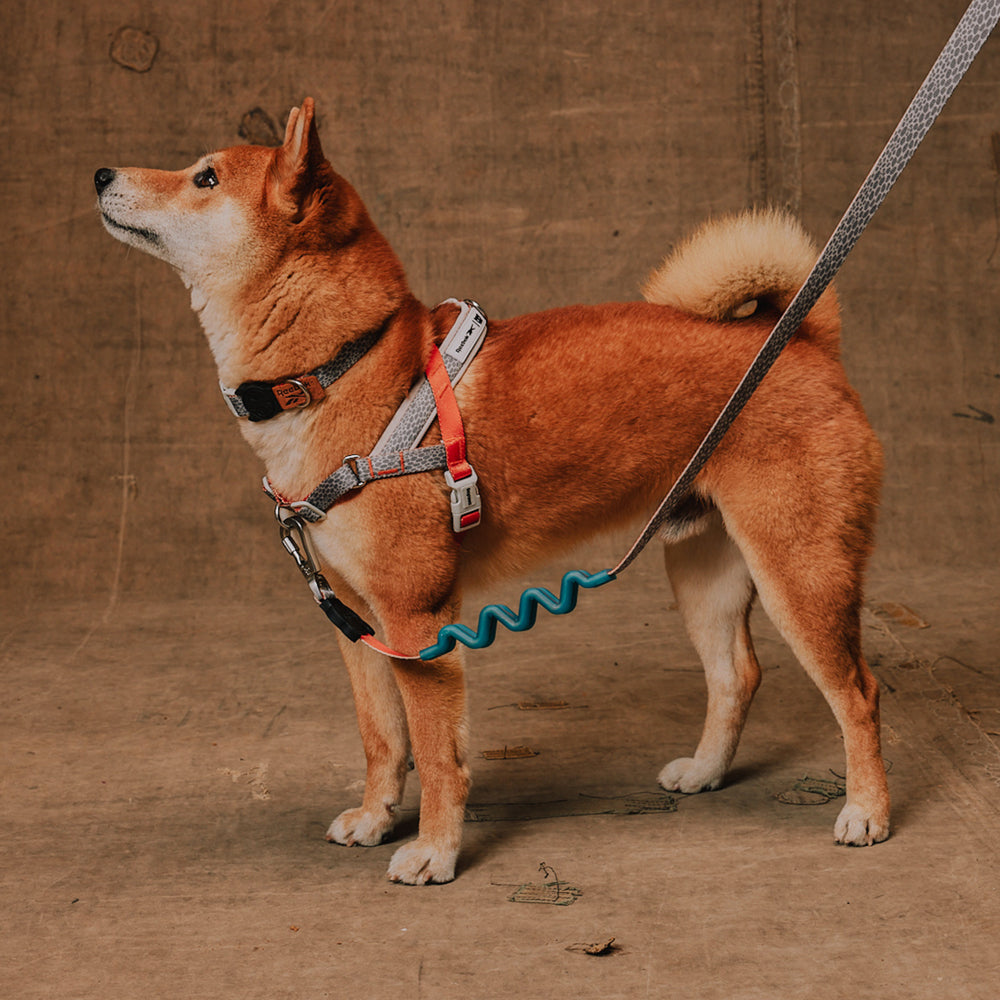 Reebok Suede | SofterWalk Harness – Zee.Dog