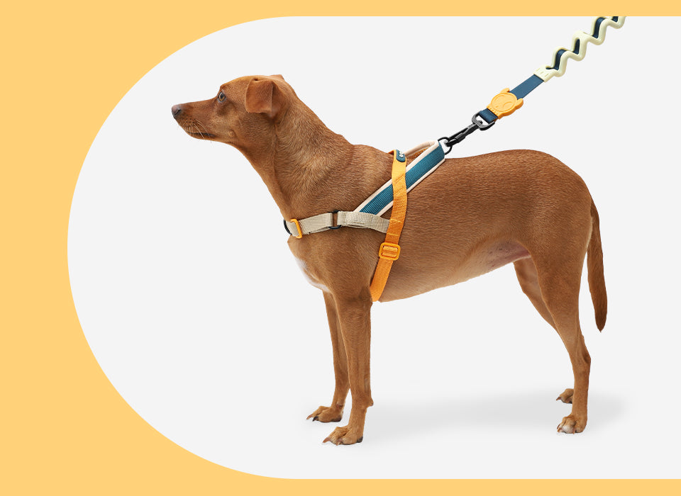 Zee.Dog SofterWalk No-Pull Dog Harness – Voyage