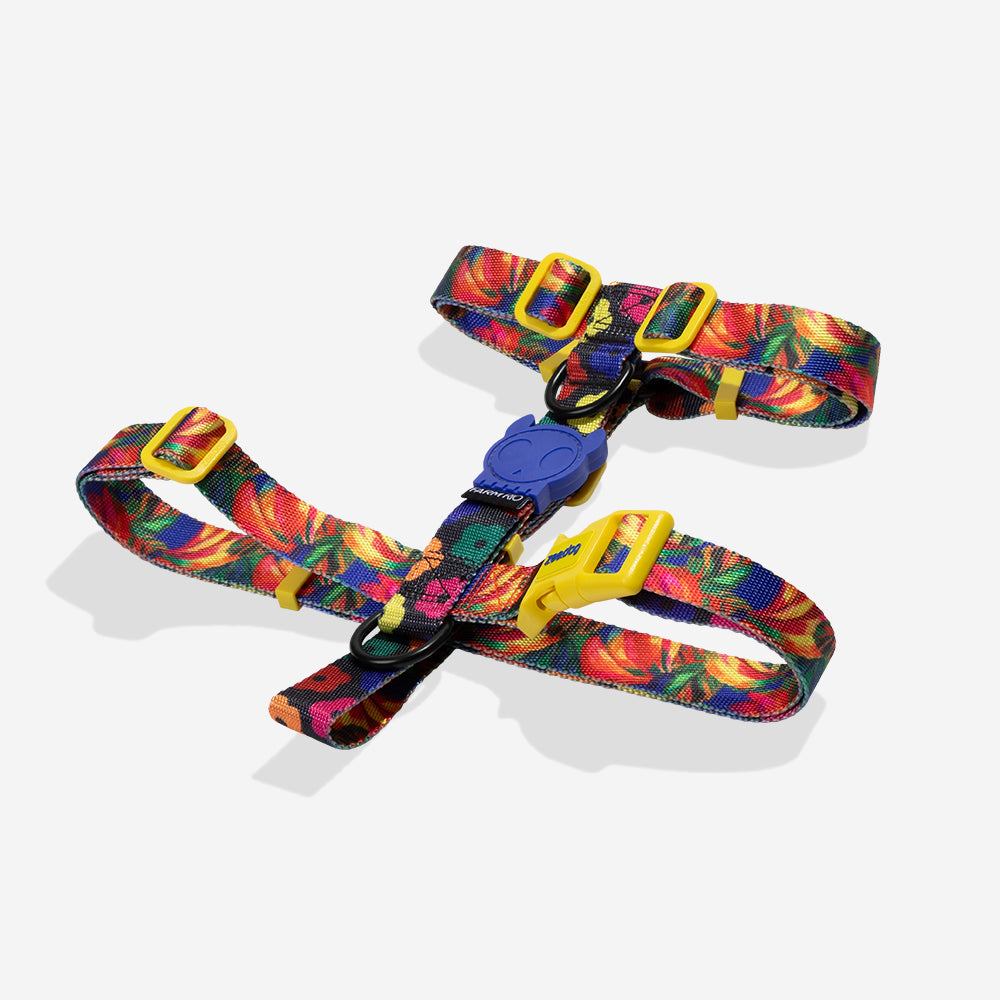 Samba | H Harness
