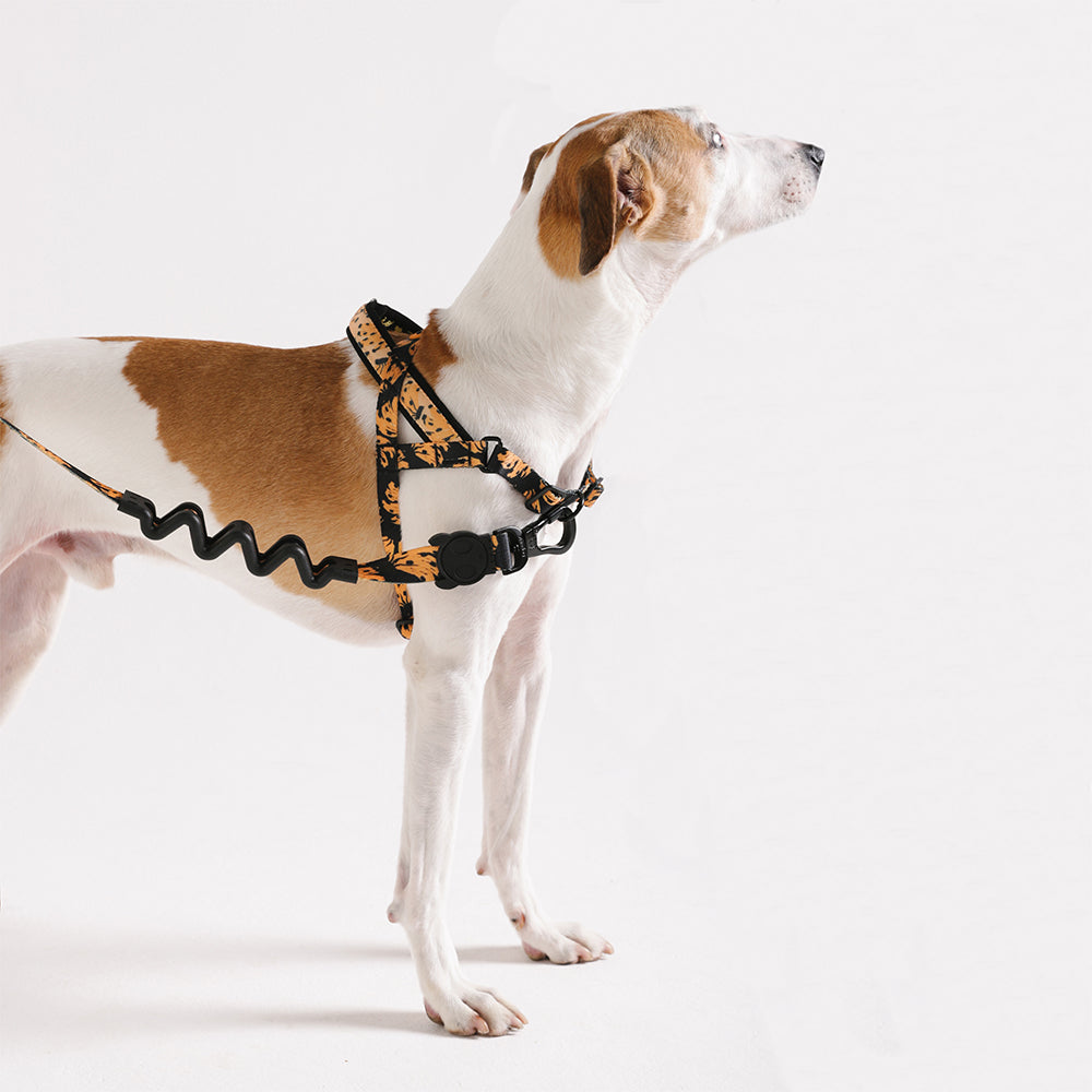 Bossa Banana | SofterWalk Harness