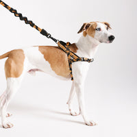 Bossa Banana | SofterWalk Harness