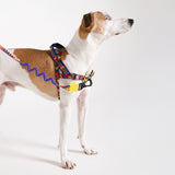 Samba | SofterWalk Harness