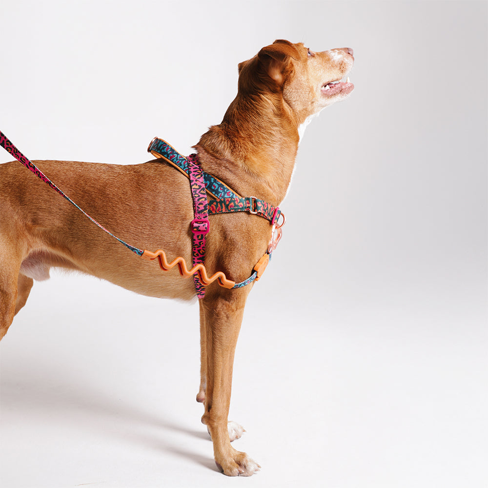Selva | SofterWalk Harness