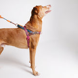 Selva | SofterWalk Harness