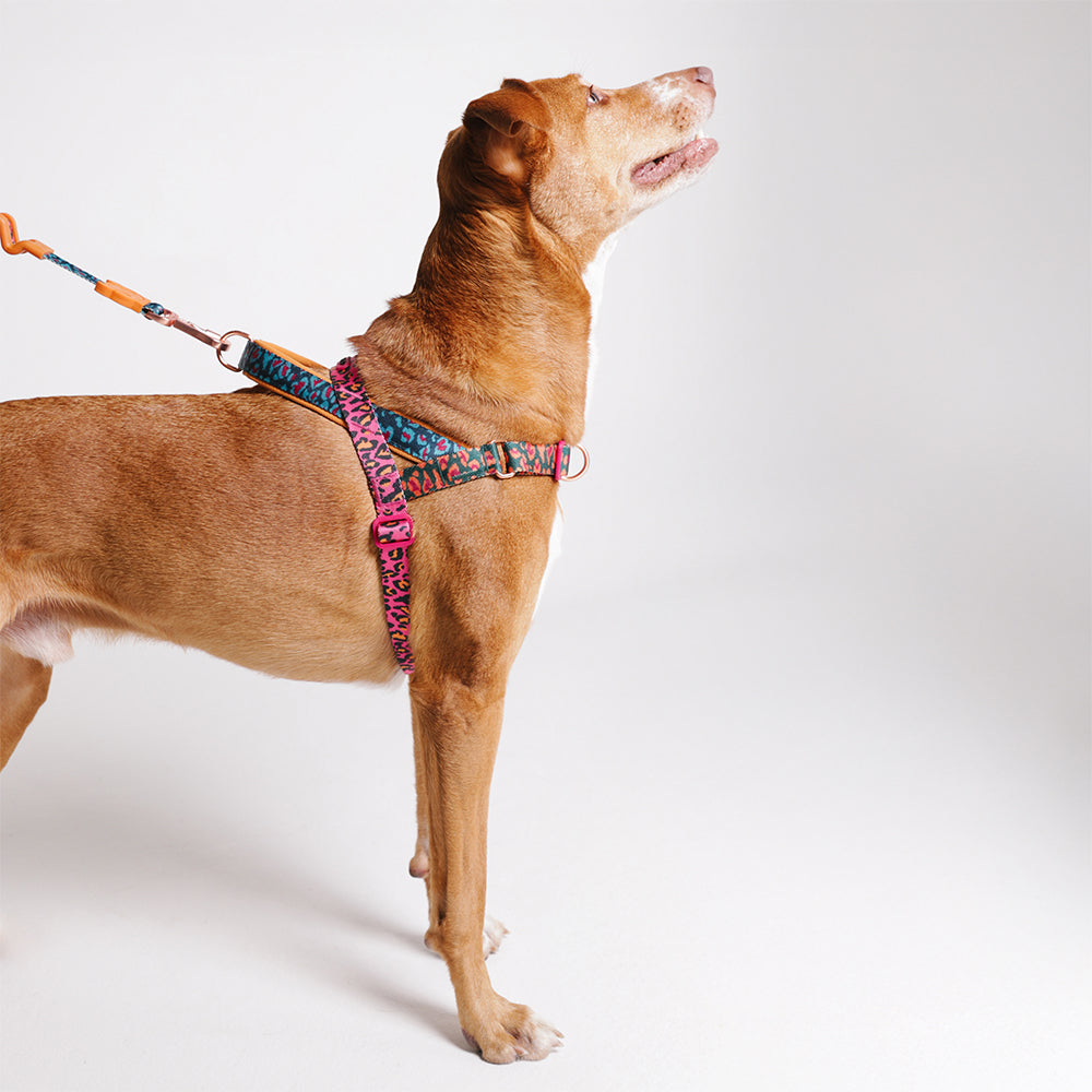 Selva | SofterWalk Harness