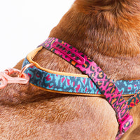 Selva | SofterWalk Harness