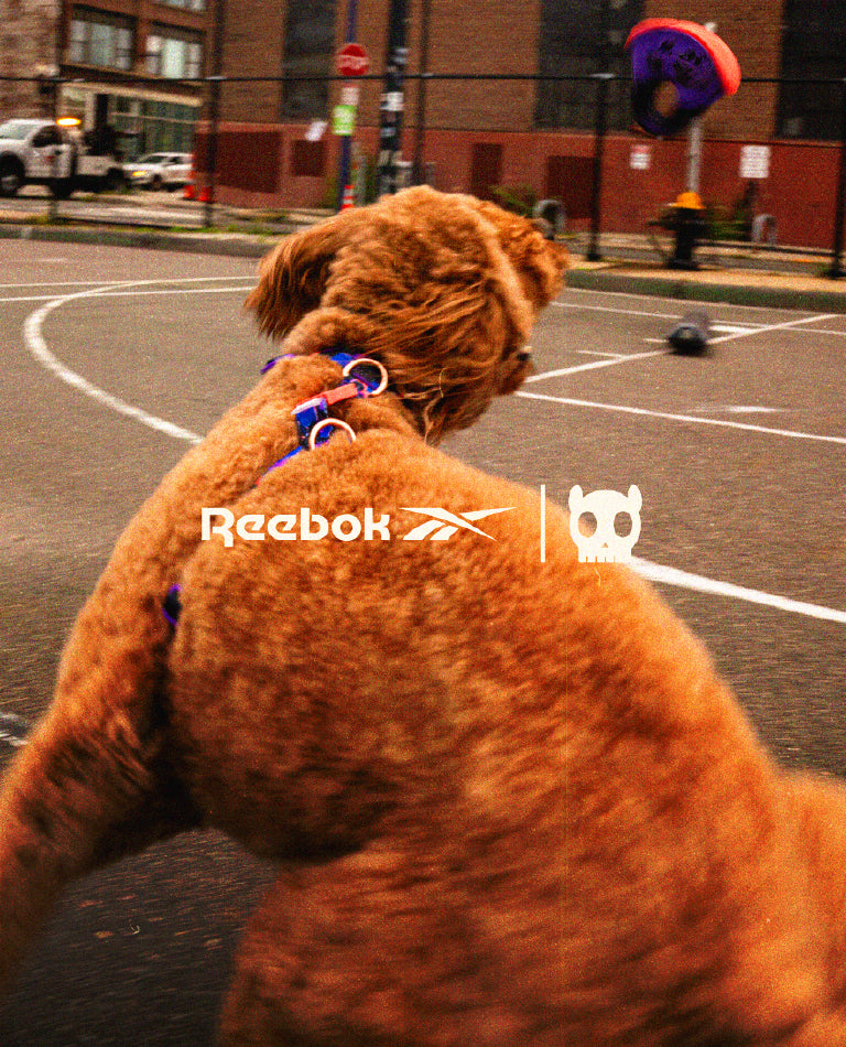 Reebok Suede | Cat Collar – Zee.Dog