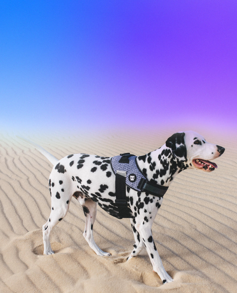 Spider-Man | H Harness – Zee.Dog