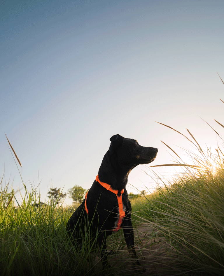 Zee.Dog | Connecting Dogs and People Zee.Dog | Connecting Dogs and People