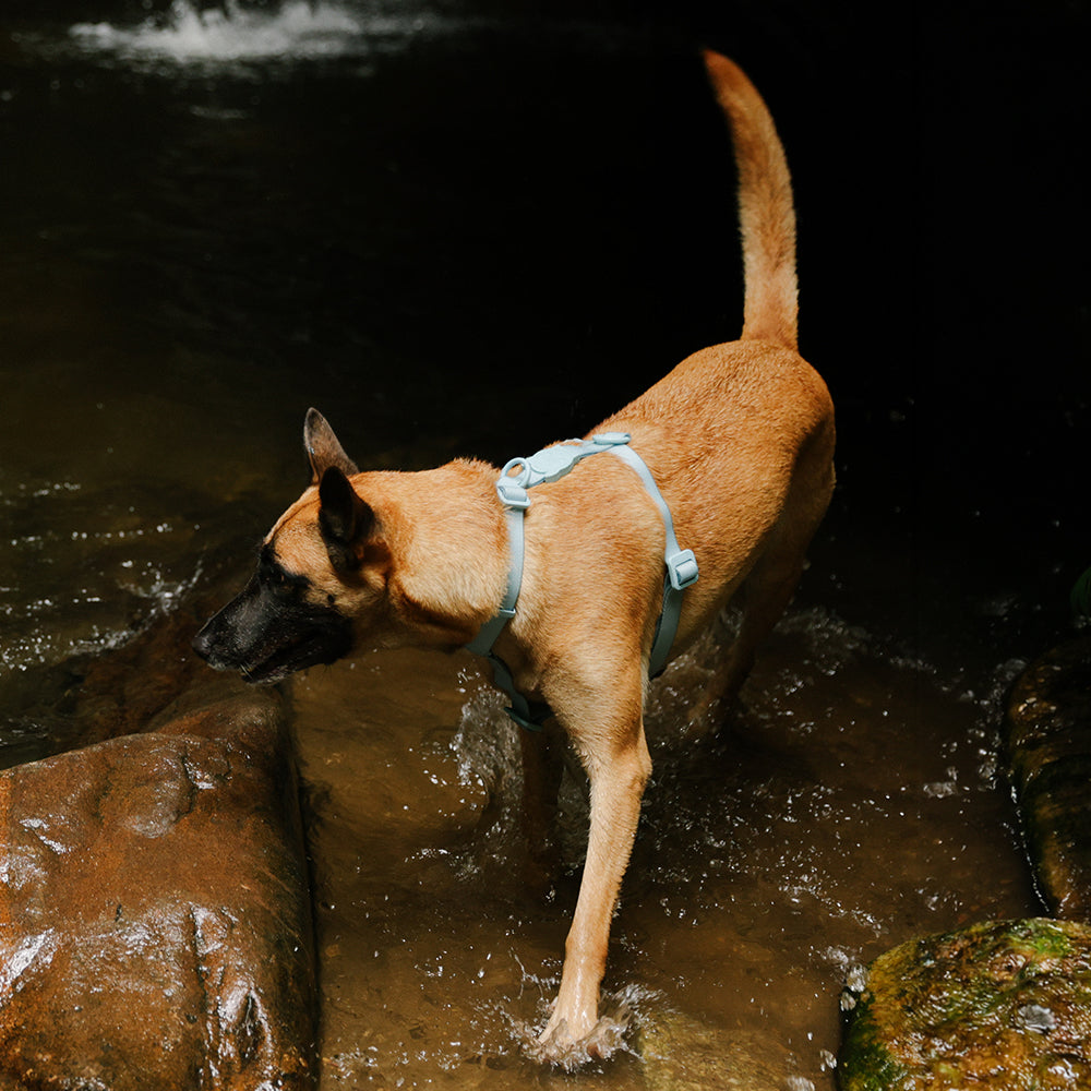 Neopro Waterproof Dog Harness - Cloudy | Zee.Dog