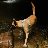 Neopro Cloudy | Waterproof H-Harness