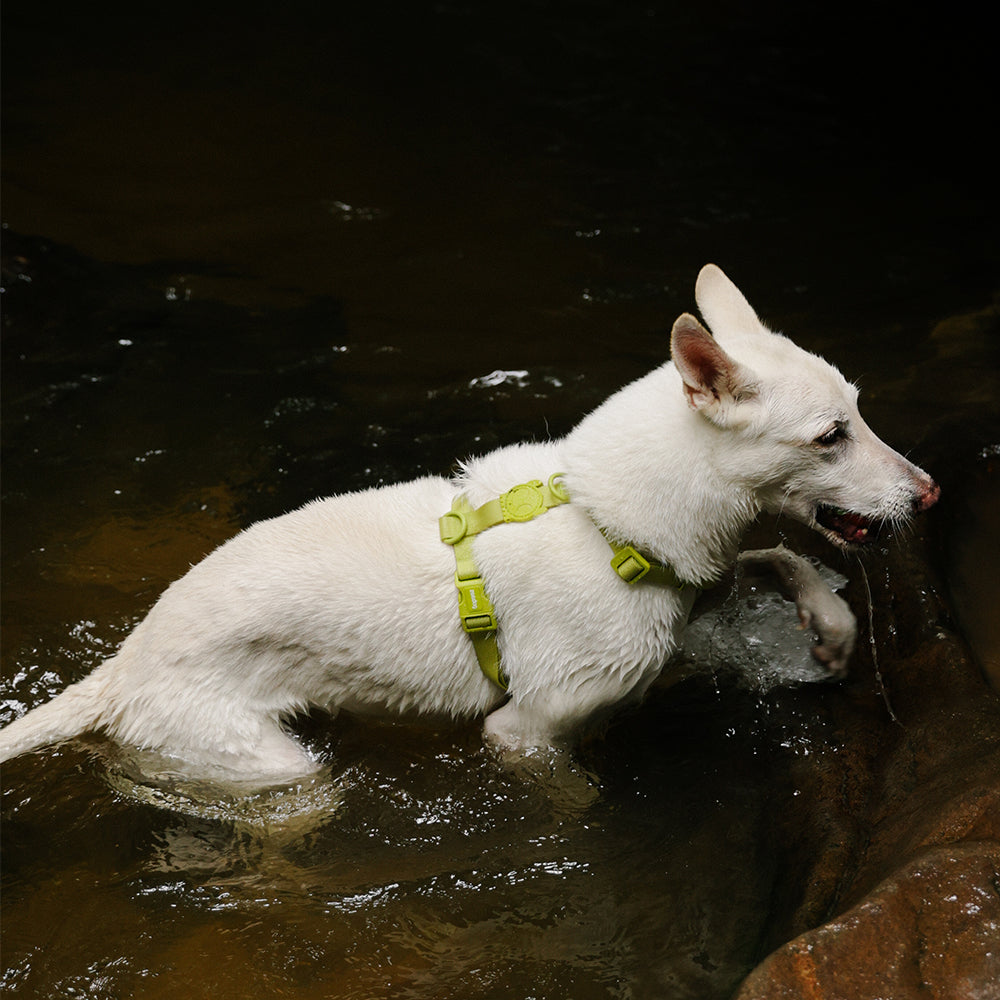 Neopro Waterproof Dog Harness - Matcha | Zee.Dog