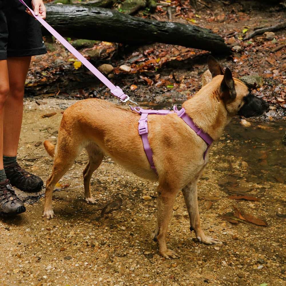 Neopro Waterproof Dog Harness - Ultra Violet | Zee.Dog