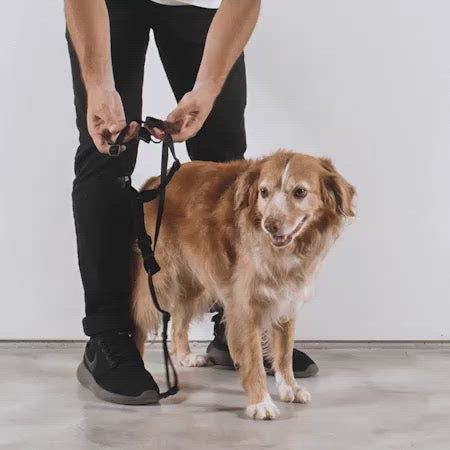 Sand H Harness