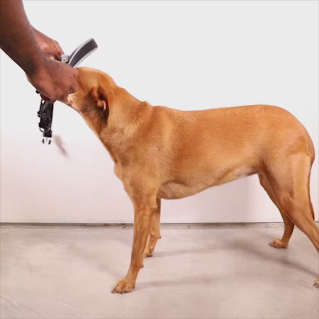 Gotham | SofterWalk Harness – Zee.Dog