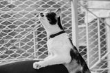 Gotham | Cat Collar
