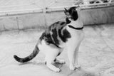 Gotham | Cat Collar