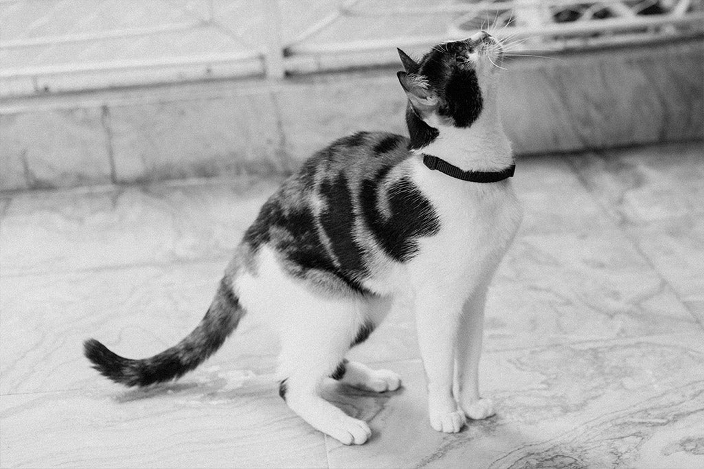 Gotham | Cat Collar