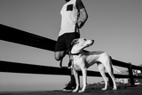 Zee.Dog Gotham Collar