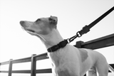 Zee.Dog Gotham Collar