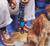 Mahleb | Dog Bow Tie