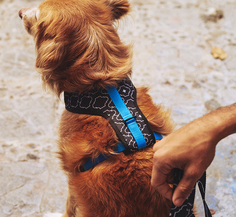 Mahleb | Dog Bow Tie