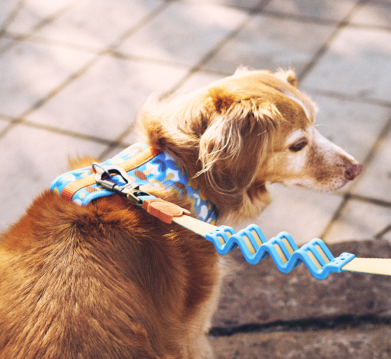 Yansun | Dog Bow Tie