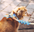 Yansun | Dog Bow Tie