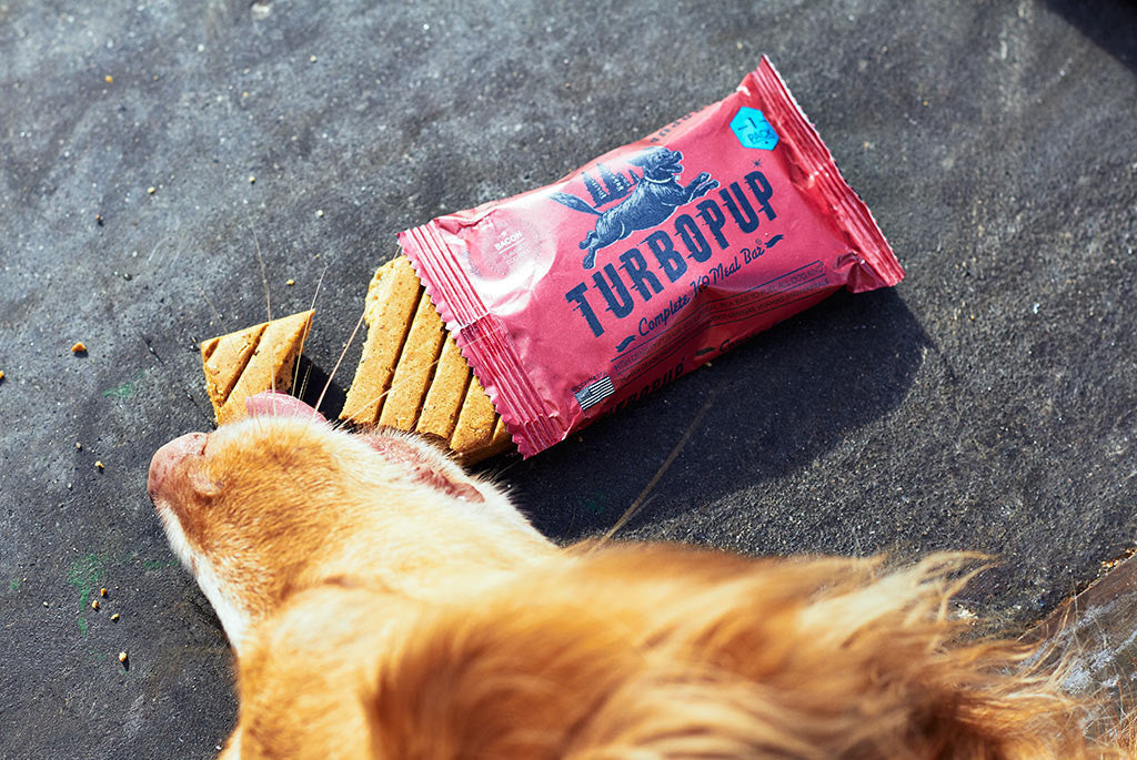Dog eating a Bacon flavored Turbopup - Dog Power Bar | Zee.Dog