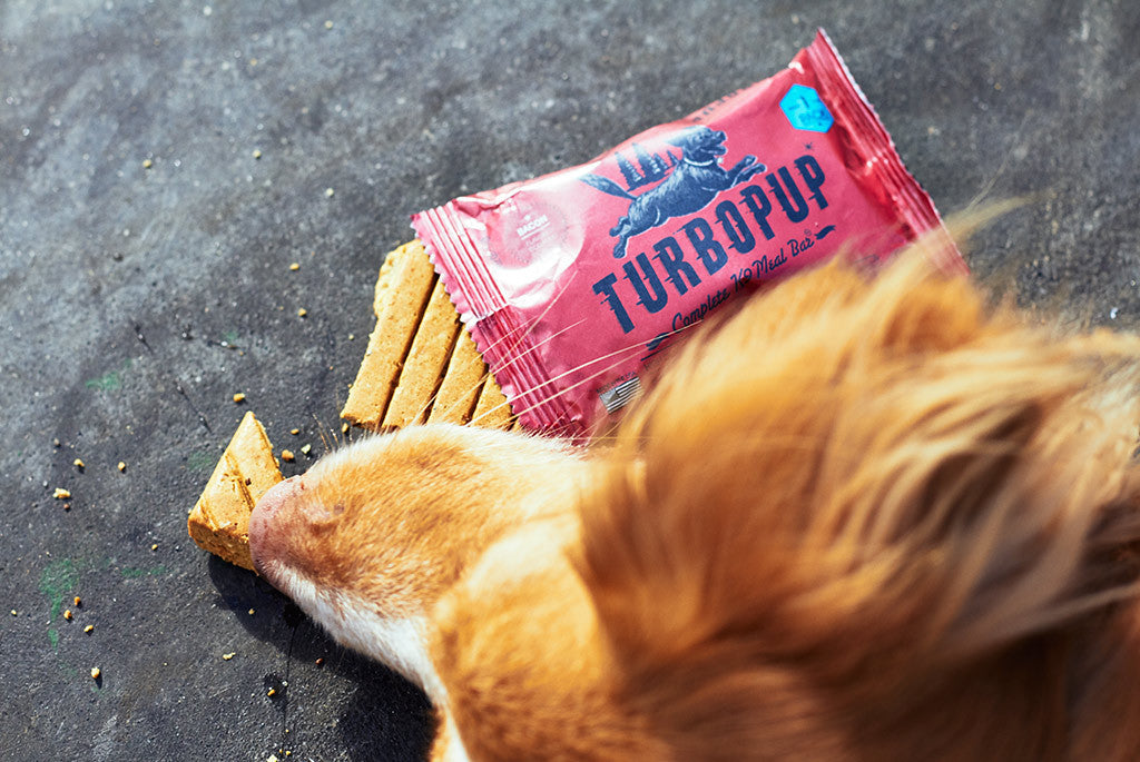 Dog eating a Bacon flavored Turbopup - Dog Power Bar | Zee.Dog