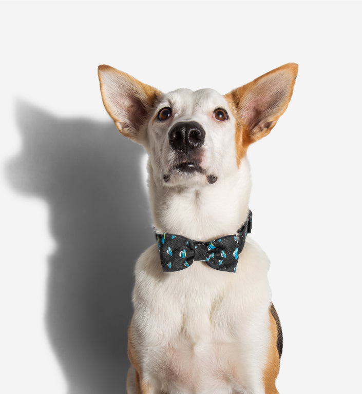 Area 51 | Dog Bow Tie