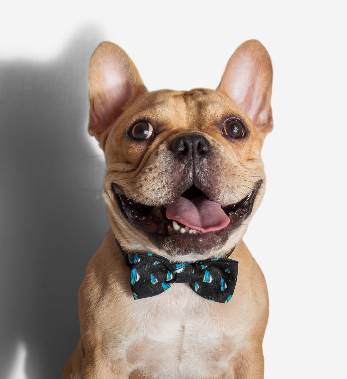 Area 51 | Dog Bow Tie