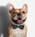 Area 51 | Dog Bow Tie