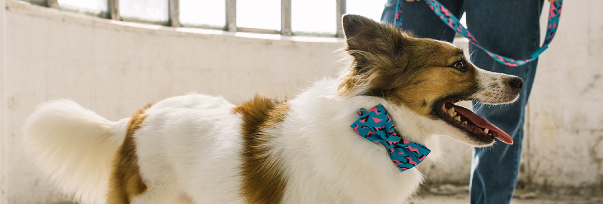 Crosby | Dog Bow Tie